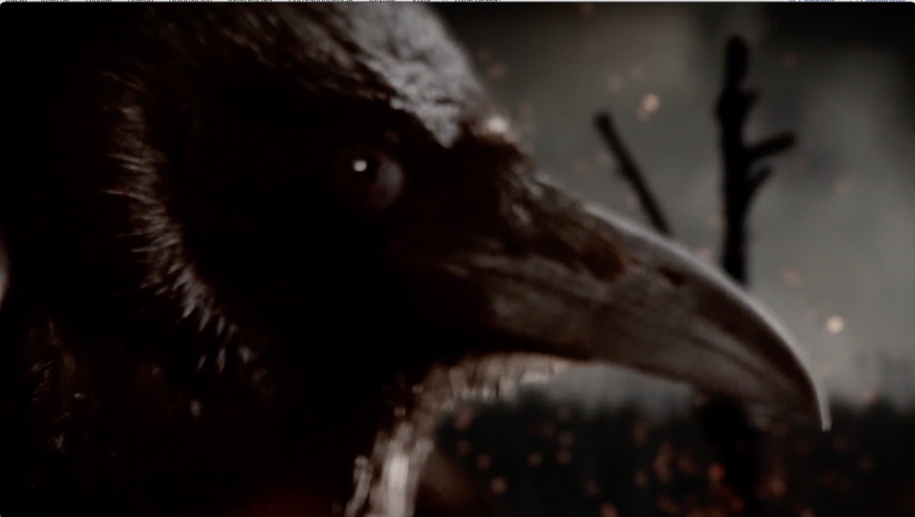 Imagen que contiene animal, gato, pájaro, oscuro

Descripción generada automáticamente