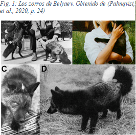 Fig. 2: Los zorros de Belyaev. Obtenido de (Palmqvist, et al., 2020, p. 24)