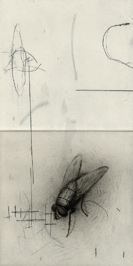 Insecto alado (grabado).