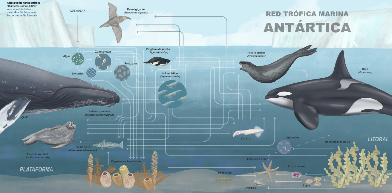 Ilustración de la cadena trófica marina antártica. Elaborada para el libro Observando los Polos (2021), de Andrés Barbosa, Josep Maria Gili, Dolors Vaqué y Nia Schamuells.