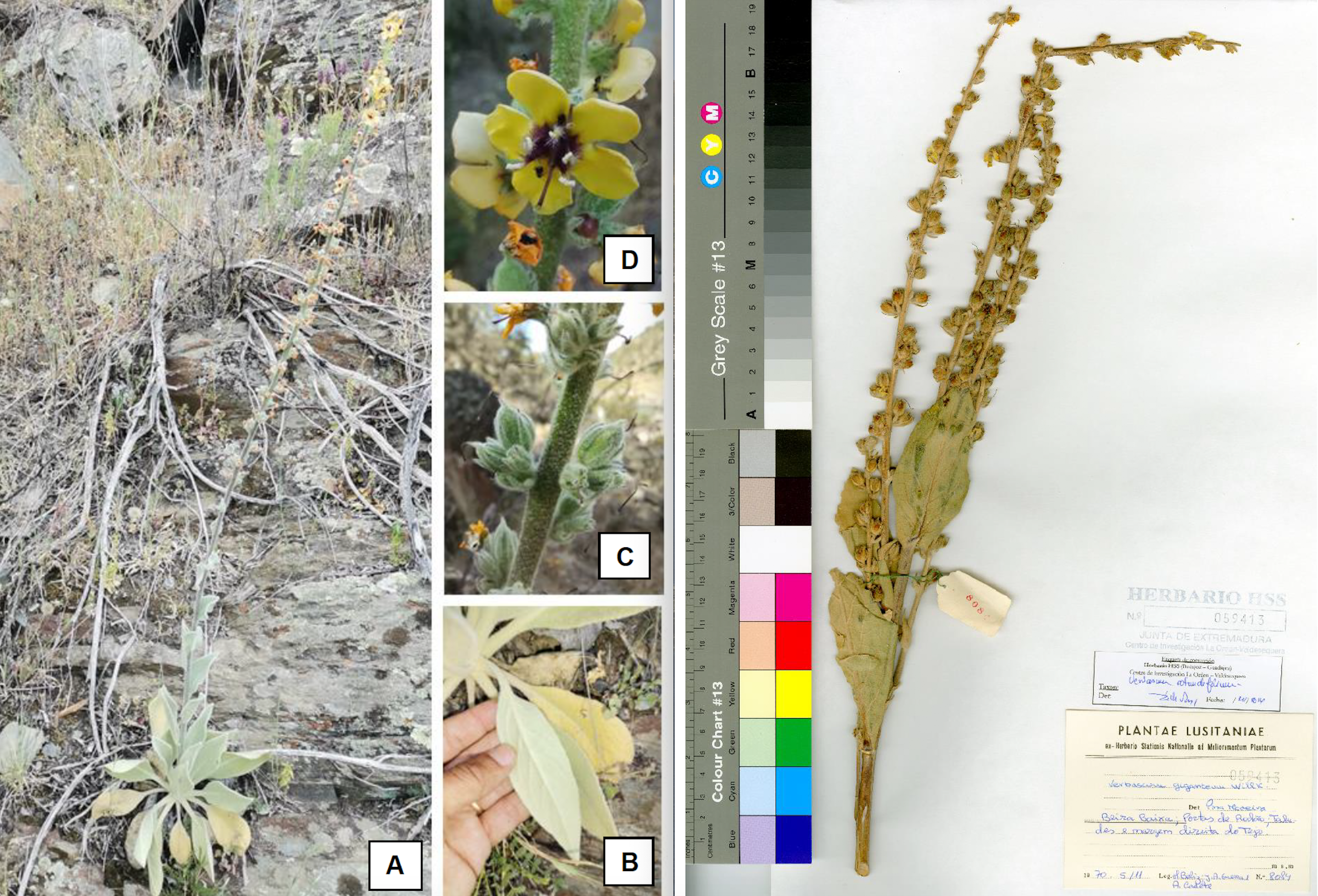 Imagen hábito, inflorescencia, flor, hoja y pliego de herbario de Verbascum rotundifolium subsp. haenseleri
