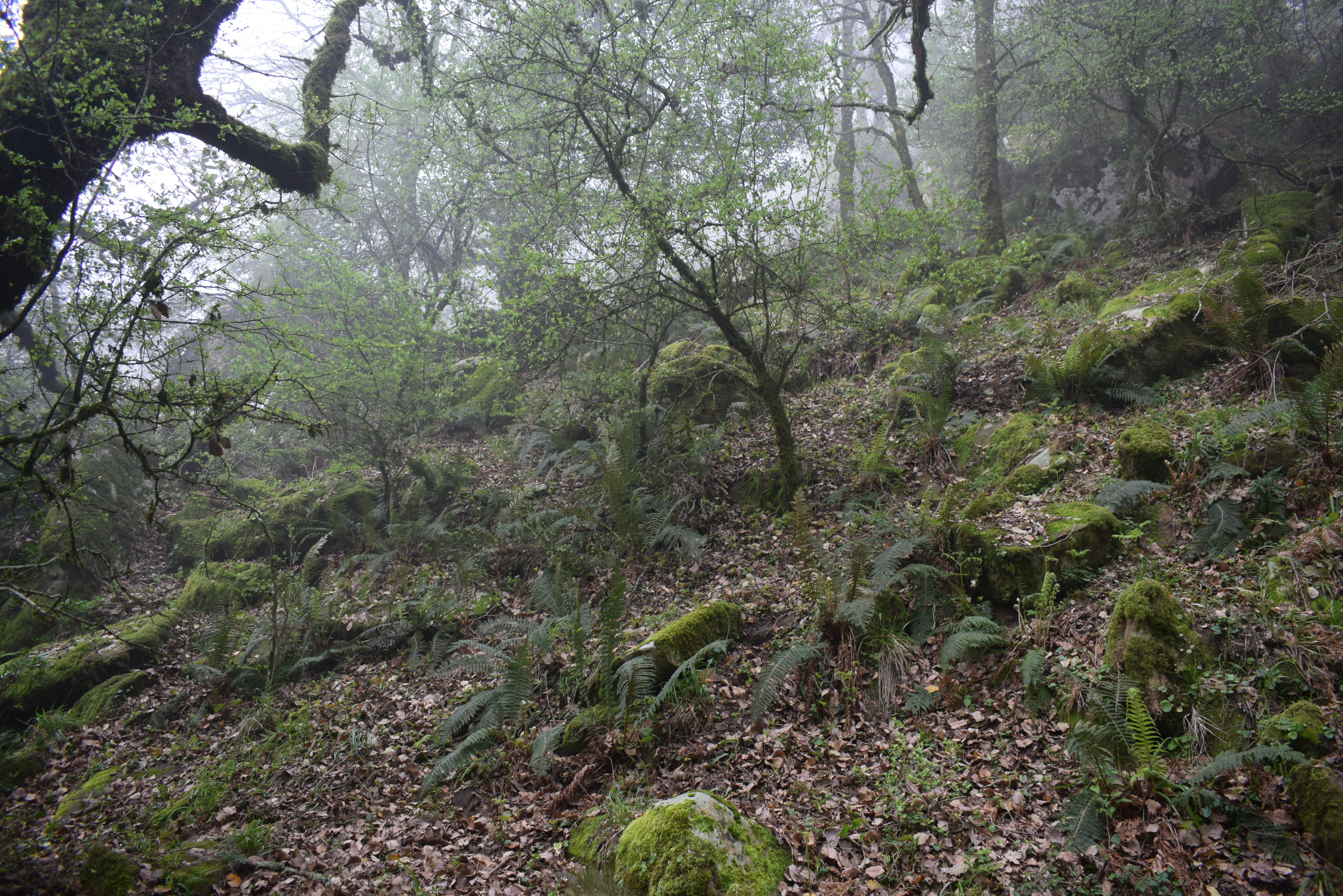 Bosque de Quercus canariensis con briofitos saxicolas y Polystichum setiferum