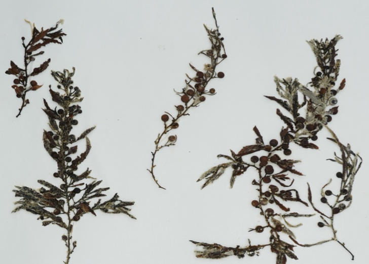 MGC herbarium voucher of Sargassum trichocarpum