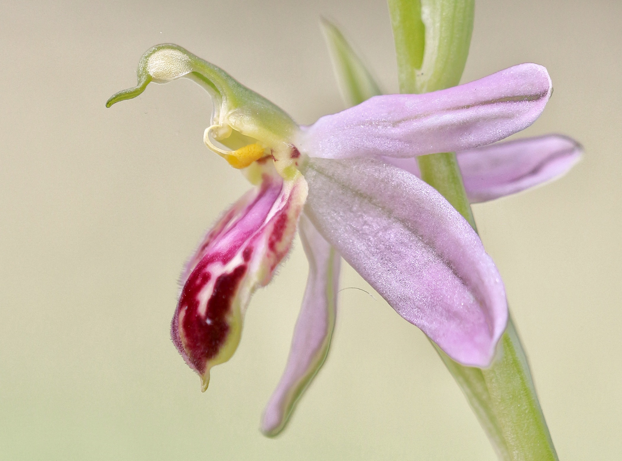 Flor de Ophrys apifera var fraternalis