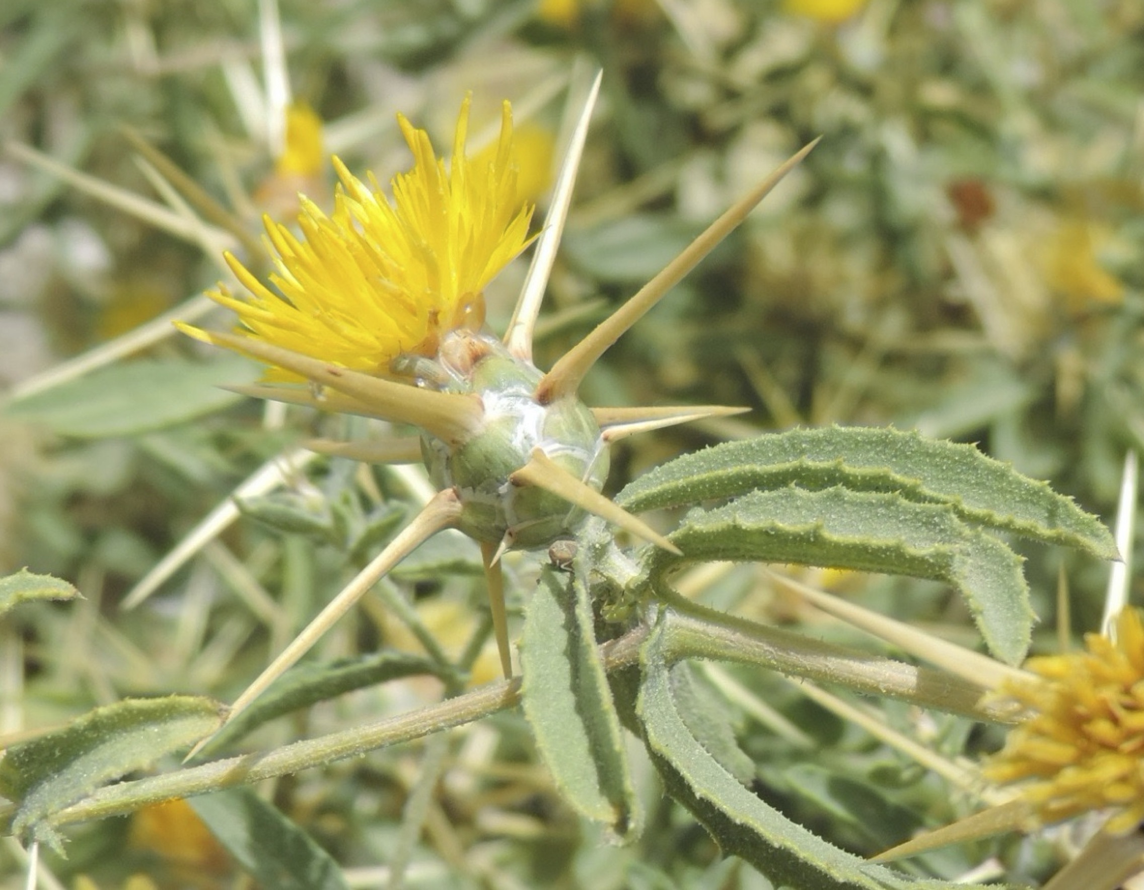 Imagen de un capítulo de Centaurea hyalolepis