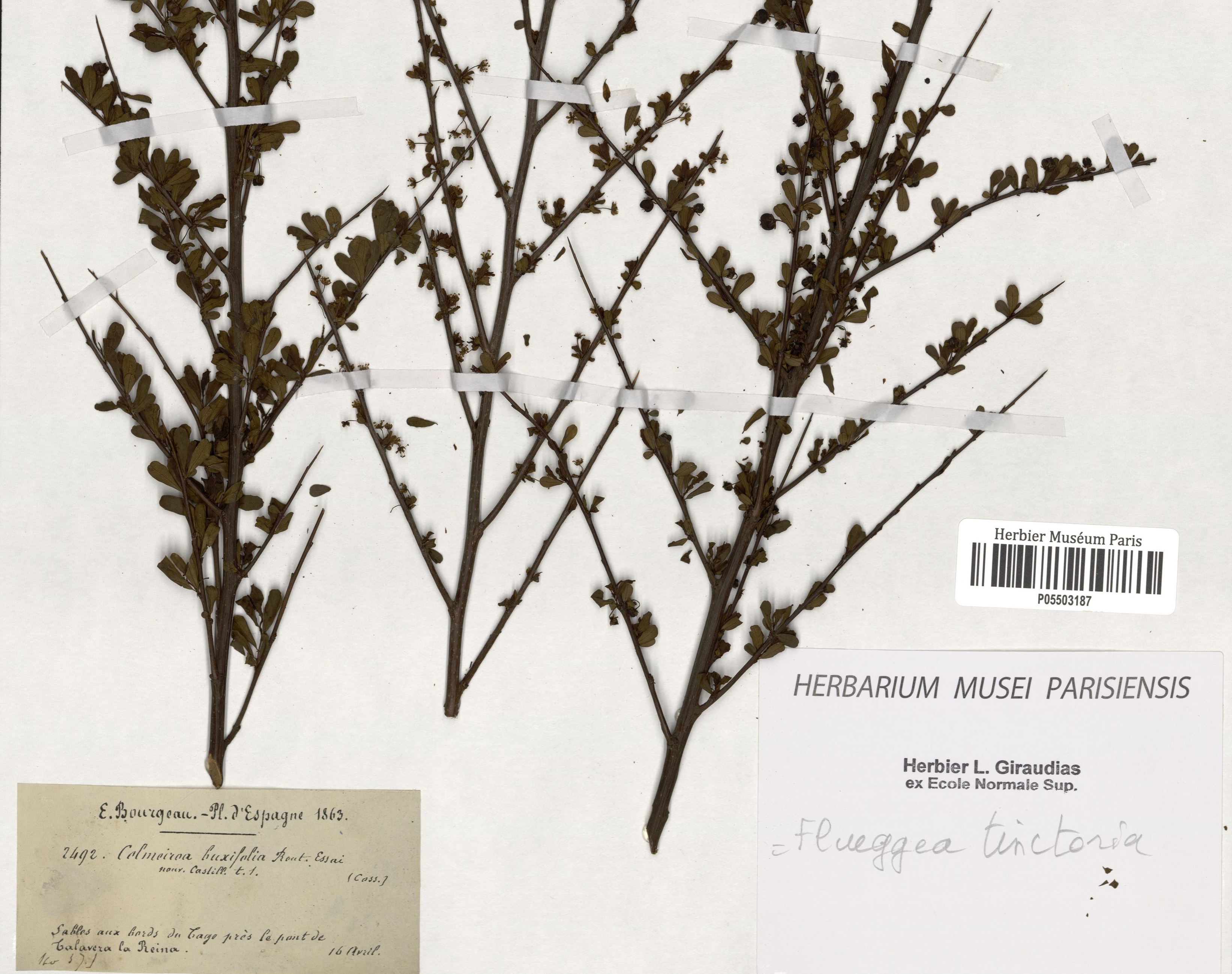 Imagen parcial del herbario P del isoneotipo de Rhamnus tinctoria