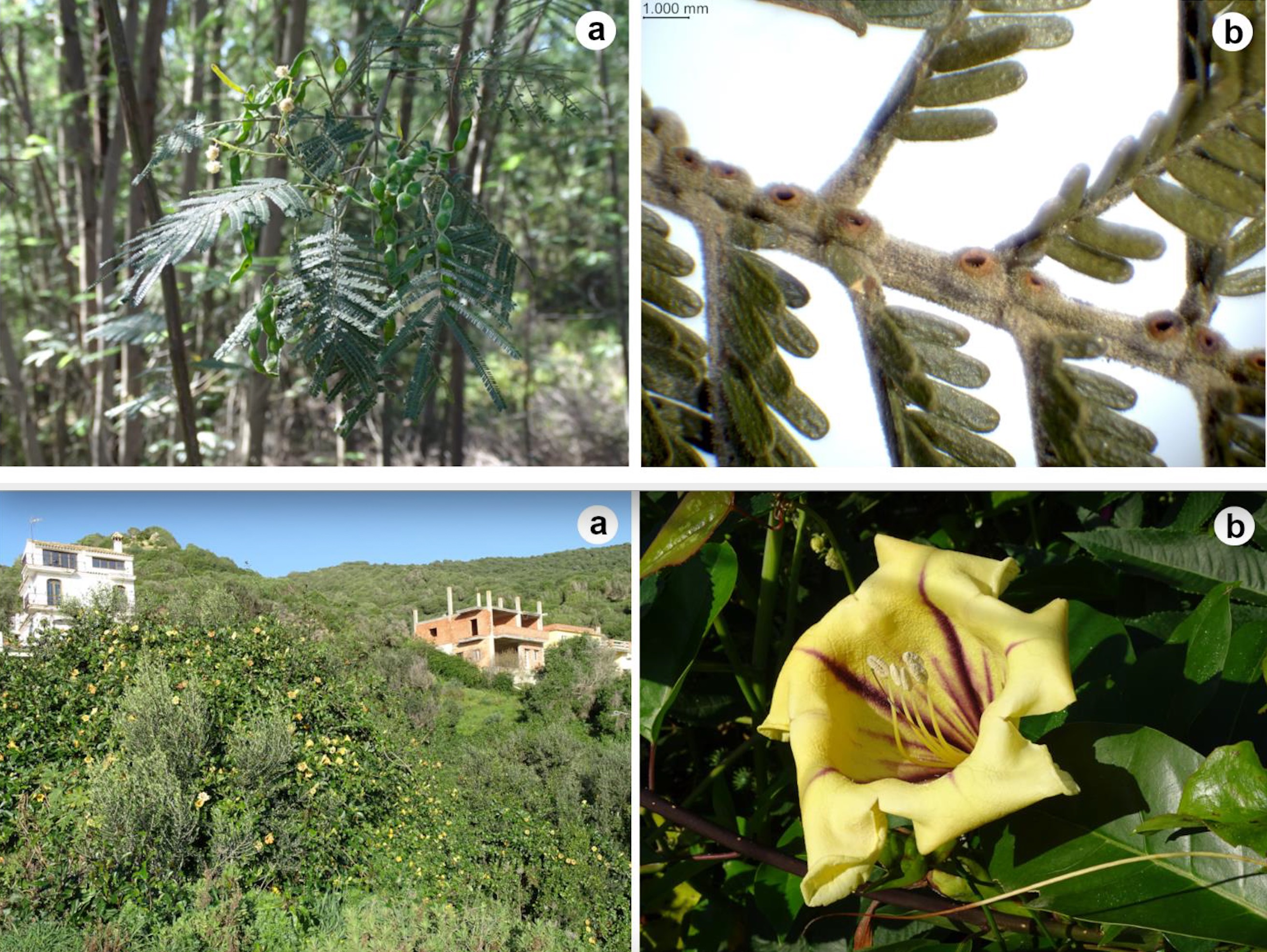 Fotos de Acacia mearnsii y Solandra maxima