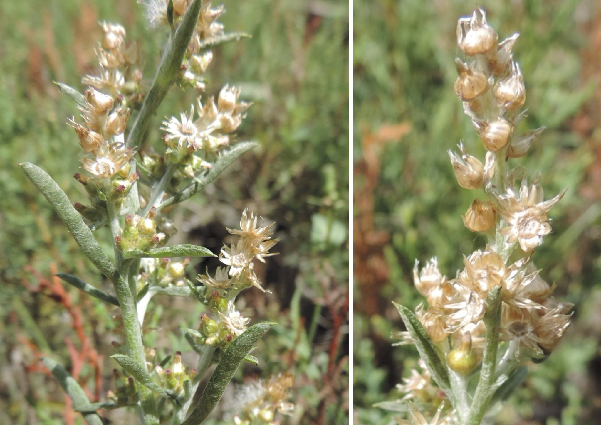 Inflorescencias, capítulos y filarios de Gamochaeta falcata en Túnez