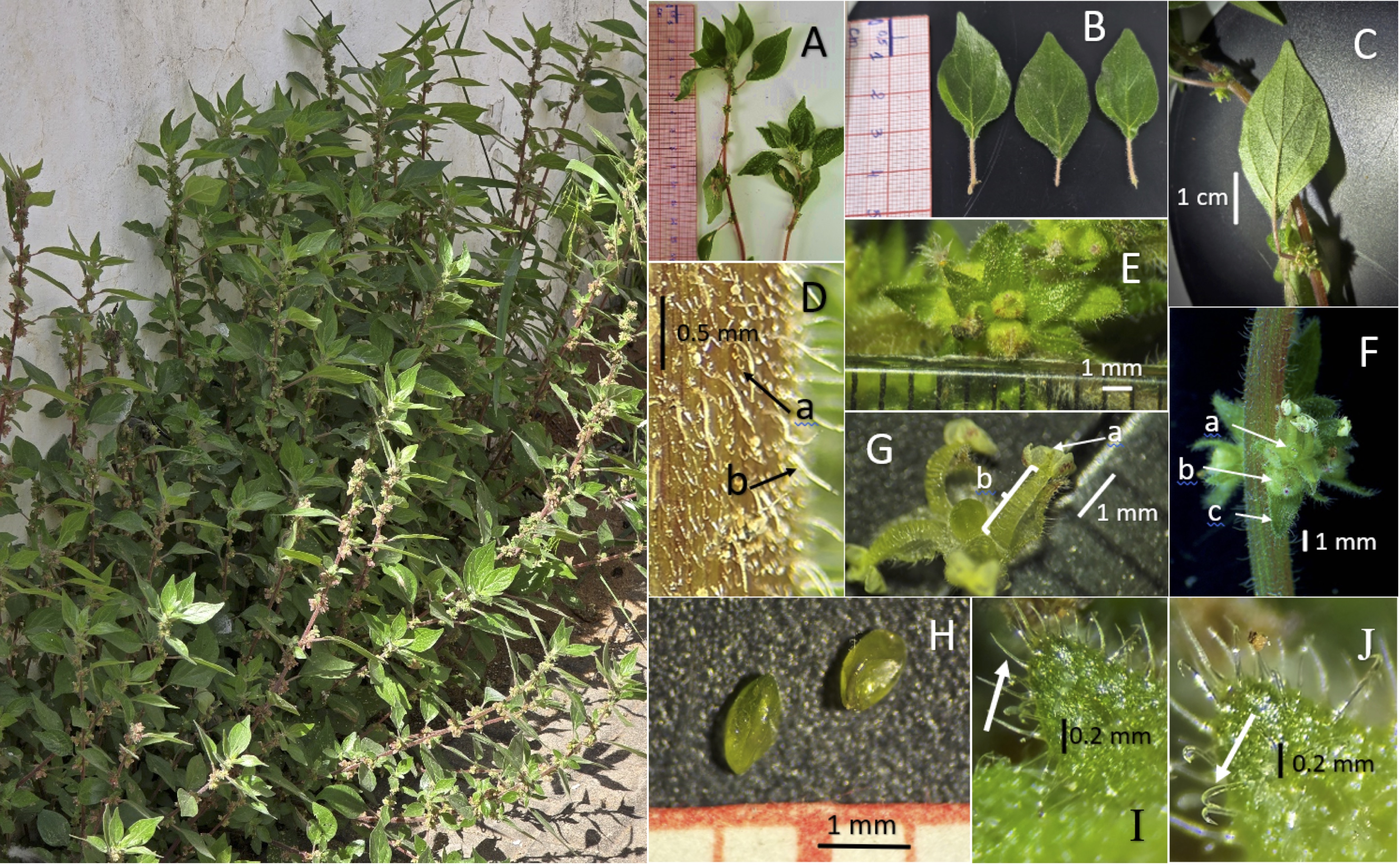 Imagen de las figuras 1 y 2