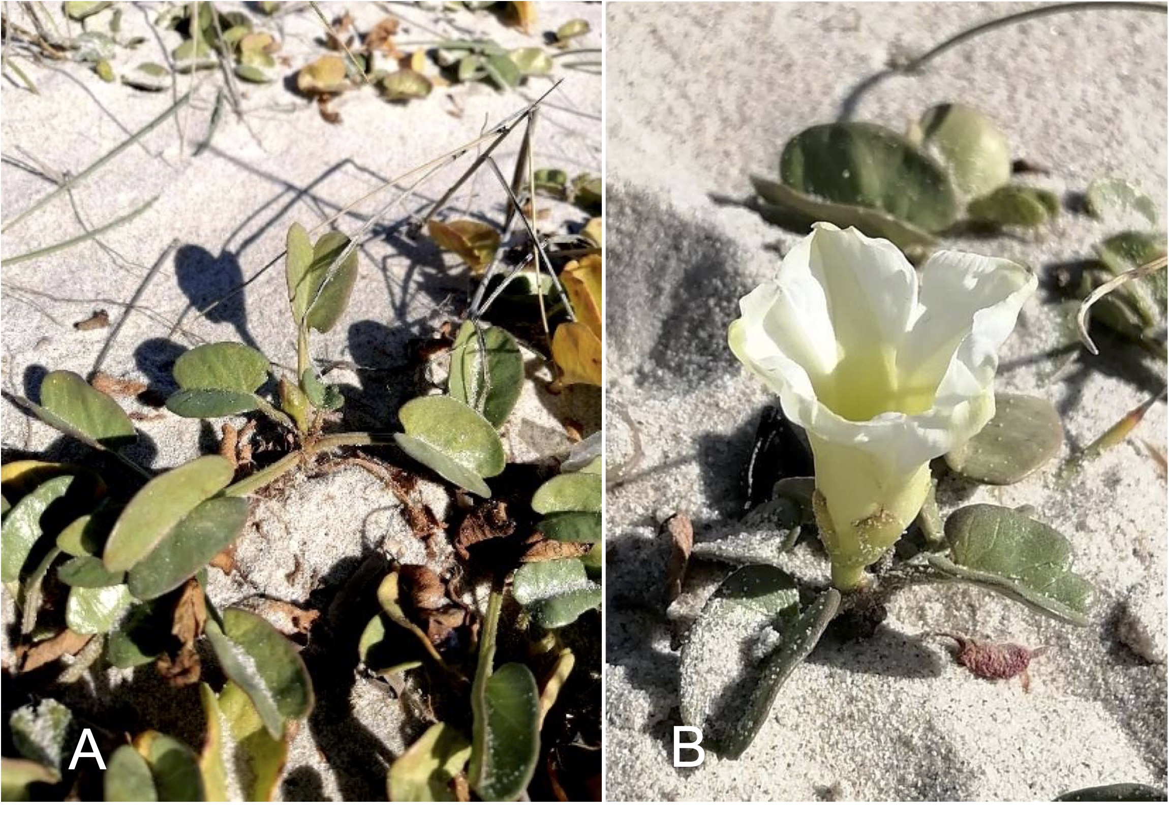 Hojas y flor de Ipomoea imperati en dunas costeras de Túnez