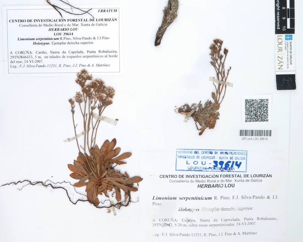 Pliego de herbario de Limonium serpentinicum