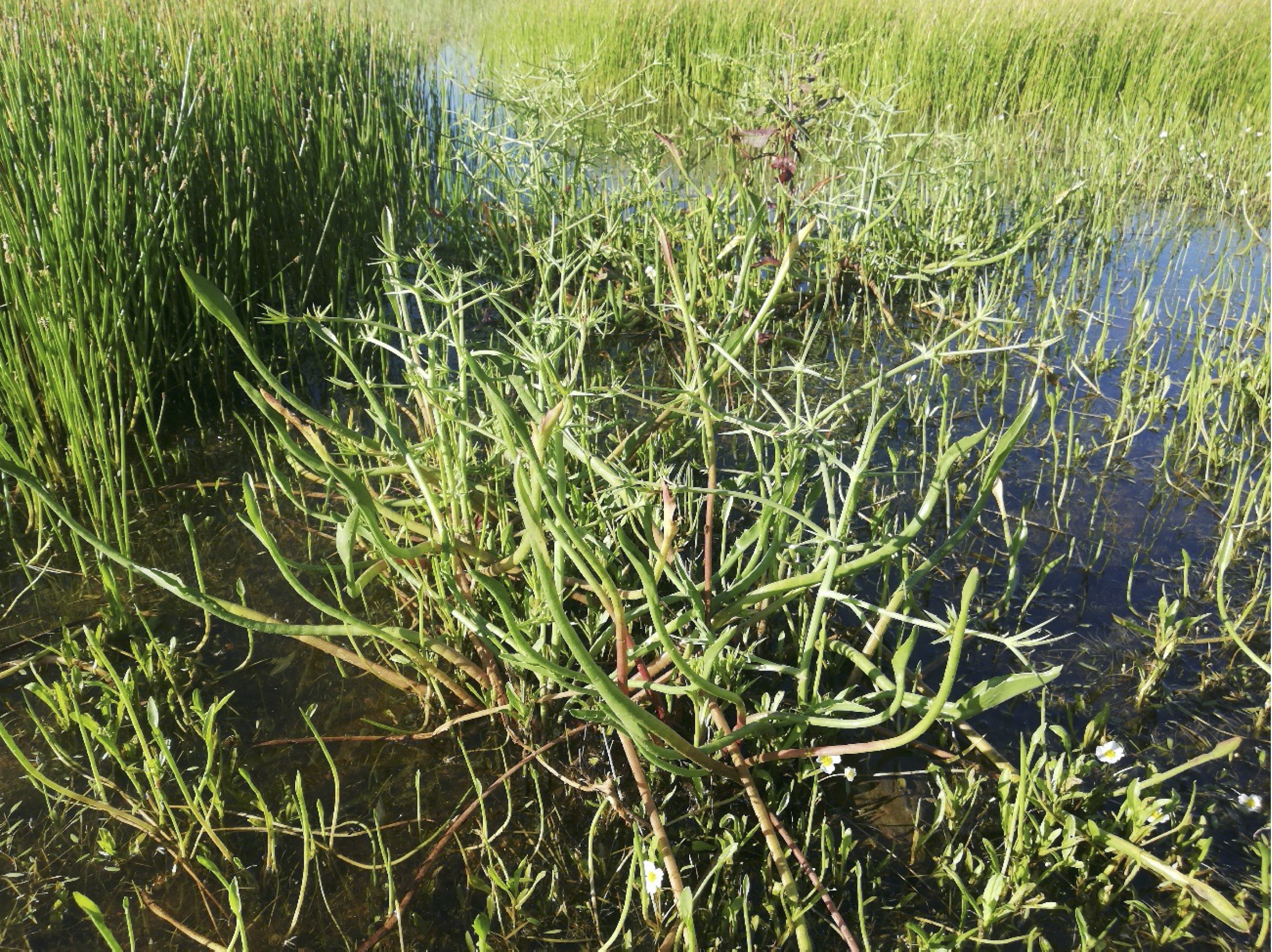 Eryngium corniculatum en una pradera higrófila de Eleocharis palustris