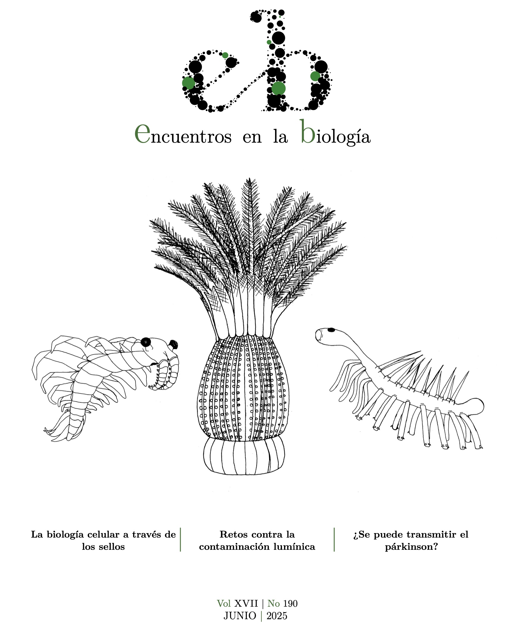 La portada  Los géneros Anomalocaris, Hallucigenia y Xianguangia pertenecieron al periodo Cámbrico, cuando aparecieron los primeros depredadores en el registro fósil. Anomalocaris poseía apéndices espinosos en la cabeza con los que se llevaba la comida a la boca, que tenía forma de rodaja de piña y dientes para triturarla. Podía medir hasta un metro. Hallucigenia no medía más de unos pocos centímetros y tenía un cuerpo largo con espinas en la parte dorsal y extremidades de tejido blando en la parte ventral. Xianguangia era un organismo sésil. Poseía un cuerpo cilíndrico con numerosos tentáculos con forma de pluma alrededor de un disco oral, adaptados para la alimentación por filtración.  Naia Salas Vega  naiasv03@gmail.com